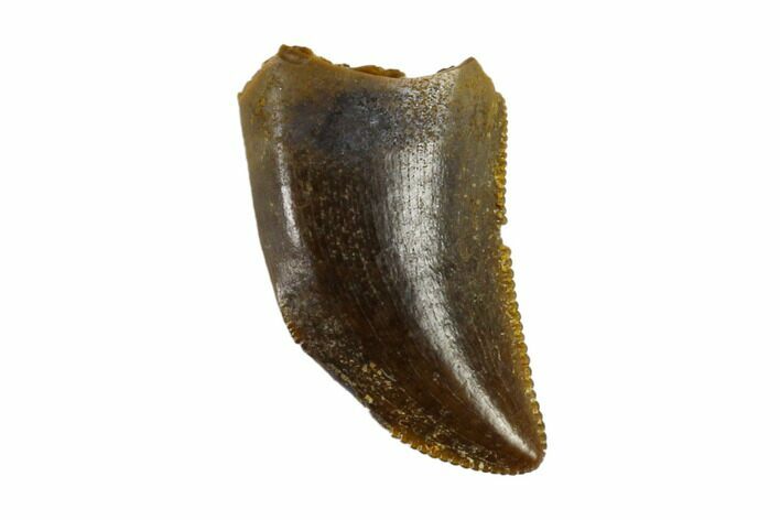 Serrated, Small Theropod (Raptor) Tooth - Montana #113618